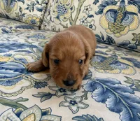 Charlie, a male Miniature Dachshund for sale in Elkhart, IN – 2 of 4