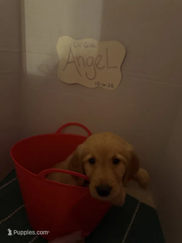 Angel