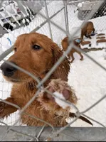 Atlas, a male Golden Retriever for sale in Somersworth, NH – Photo 4 of 7