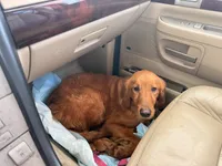 Atlas, a male Golden Retriever for sale in Somersworth, NH – Photo 7 of 7