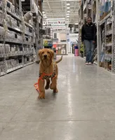 Atlas, a male Golden Retriever for sale in Somersworth, NH – Photo 5 of 7