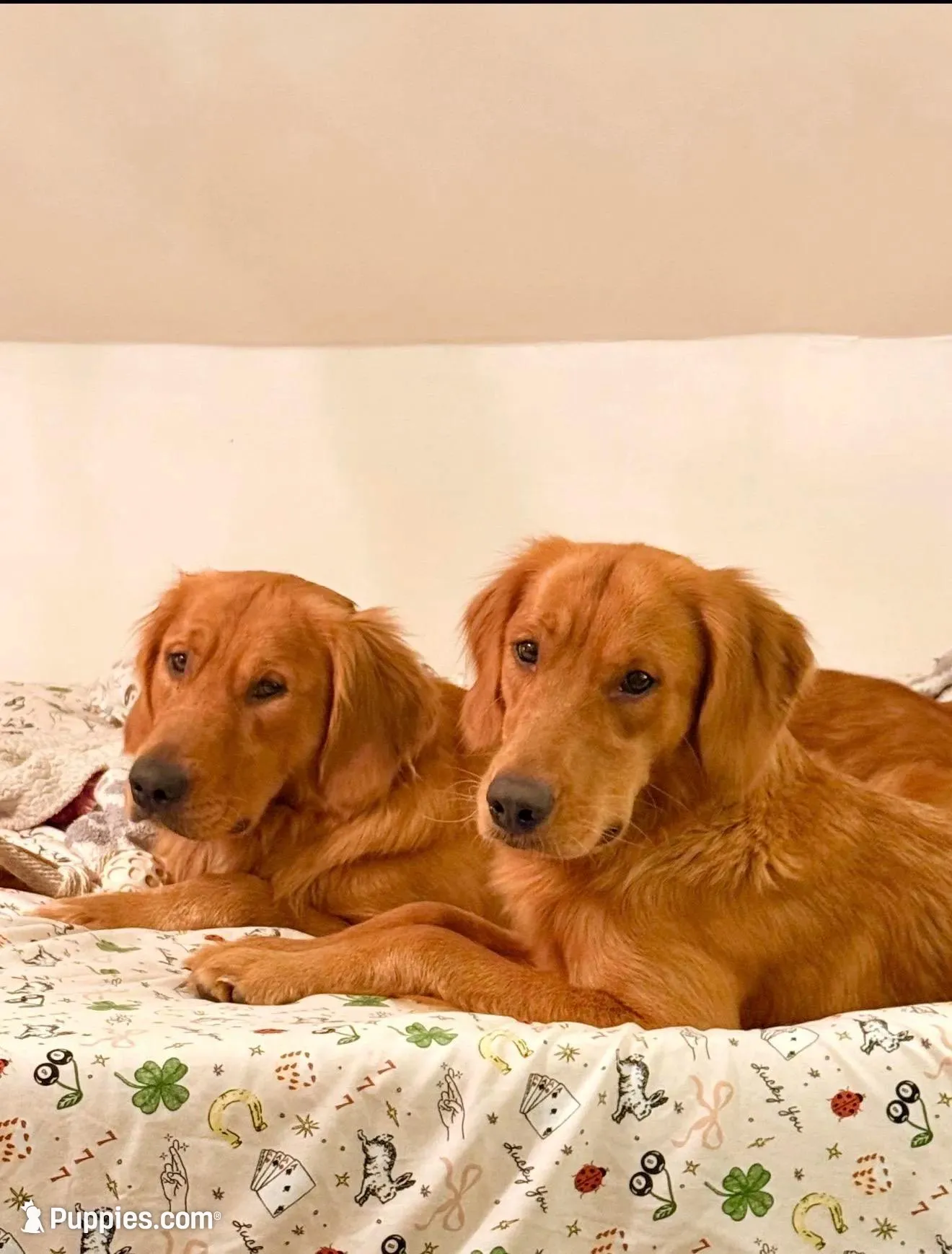 Atlas, a male Golden Retriever for sale in Portsmouth, NH – Photo 2 of 7