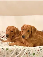 Atlas, a male Golden Retriever for sale in Somersworth, NH – Photo 3 of 7