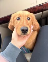 Atlas, a male Golden Retriever for sale in Somersworth, NH – Photo 1 of 7