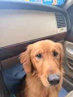 Atlas, a male Golden Retriever for sale in Somersworth, NH – Photo 6 of 7