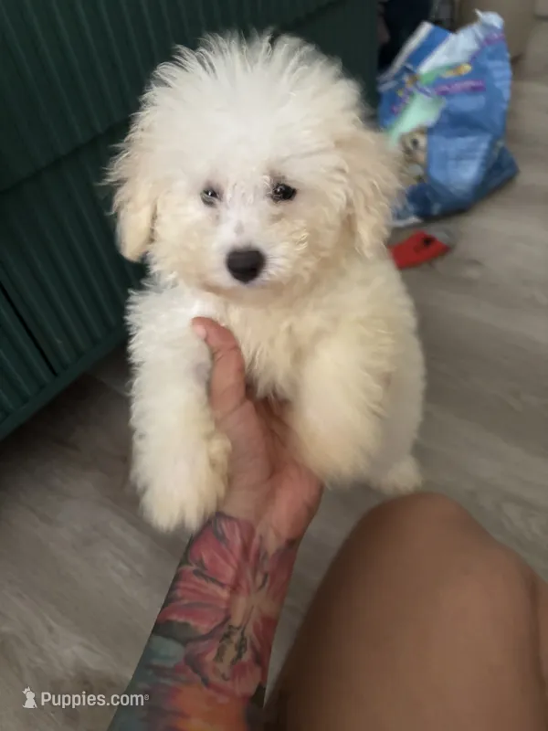 Sylvie – Poodle - Toy  puppy for sale in Lawrenceville, GA