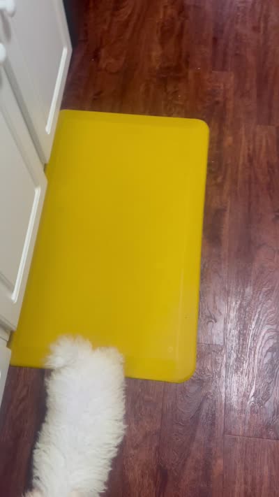 Sylvie, a female Poodle - Toy  for sale in Lawrenceville, GA – 9 of 9