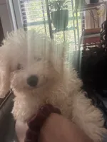 Sylvie, a female Poodle - Toy  for sale in Lawrenceville, GA – 2 of 9