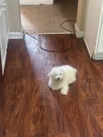 Sylvie, a female Poodle - Toy  for sale in Lawrenceville, GA – 3 of 9