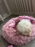Sylvie, a female Poodle - Toy  for sale in Lawrenceville, GA – 5 of 9