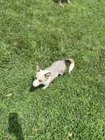 Thunder, a male Pembroke Welsh Corgi for sale in Huntsville, AR – 2 of 3