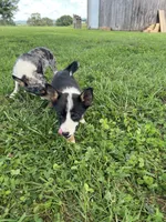 Jack, a male Pembroke Welsh Corgi for sale in Huntsville, AR – 3 of 3
