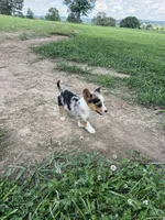 Theo, a male Pembroke Welsh Corgi for sale in Huntsville, AR – 3 of 3
