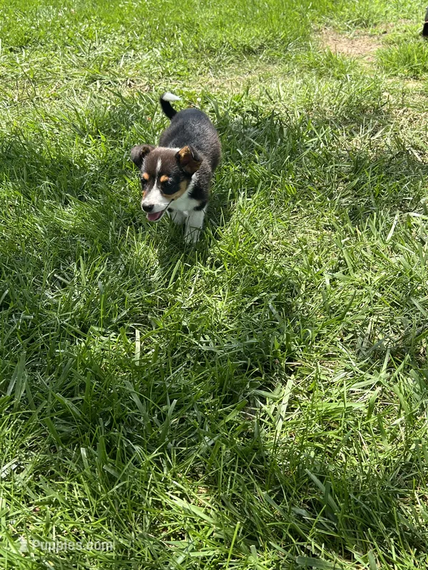 Rosie – Pembroke Welsh Corgi puppy for sale in Huntsville, AR