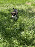 Rosie, a female Pembroke Welsh Corgi for sale in Huntsville, AR – 1 of 3