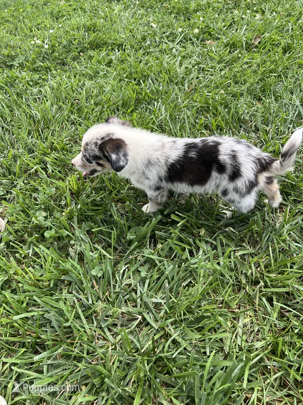 Cody – Pembroke Welsh Corgi puppy for sale in Huntsville, AR