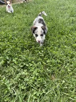 Cody, a male Pembroke Welsh Corgi for sale in Huntsville, AR – 3 of 3