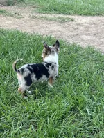Theo, a male Pembroke Welsh Corgi for sale in Huntsville, AR – 2 of 3