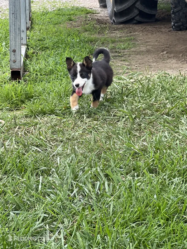 Jack – Pembroke Welsh Corgi puppy for sale in Huntsville, AR