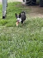 Jack, a male Pembroke Welsh Corgi for sale in Huntsville, AR – 1 of 3