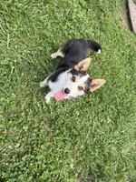 Bear, a male Pembroke Welsh Corgi for sale in Huntsville, AR – 2 of 2
