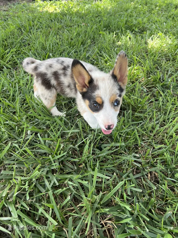 Jake – Pembroke Welsh Corgi puppy for sale in Huntsville, AR