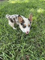 Jake, a male Pembroke Welsh Corgi for sale in Huntsville, AR – 1 of 3