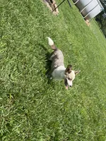 Thunder, a male Pembroke Welsh Corgi for sale in Huntsville, AR – 3 of 3