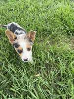 Theo, a male Pembroke Welsh Corgi for sale in Huntsville, AR – 1 of 3