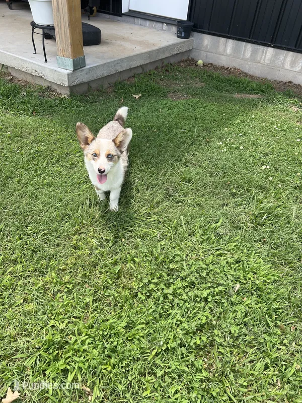 Thunder – Pembroke Welsh Corgi puppy for sale in Huntsville, AR