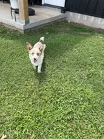 Thunder, a male Pembroke Welsh Corgi for sale in Huntsville, AR – 1 of 3