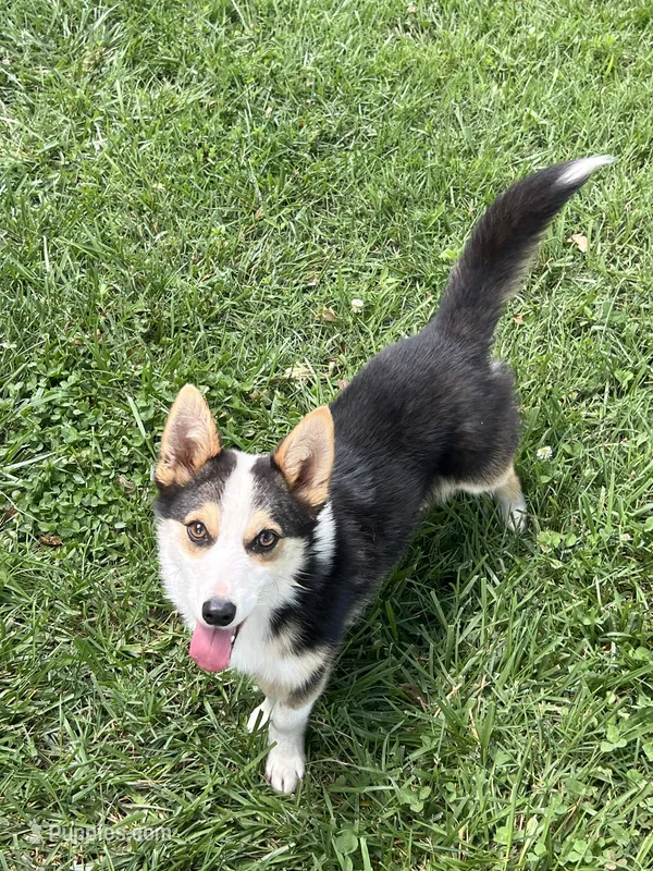 Bear – Pembroke Welsh Corgi puppy for sale in Huntsville, AR
