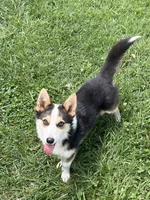 Bear, a male Pembroke Welsh Corgi for sale in Huntsville, AR – 1 of 2