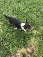 Rosie, a female Pembroke Welsh Corgi for sale in Huntsville, AR – 3 of 3