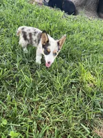 Jake, a male Pembroke Welsh Corgi for sale in Huntsville, AR – 3 of 3
