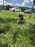 Rosie, a female Pembroke Welsh Corgi for sale in Huntsville, AR – 2 of 3