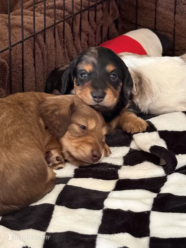 George – Miniature Dachshund puppy for sale in Blanchard, OK