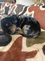 George, a male Miniature Dachshund for sale in Blanchard, OK – 2 of 3
