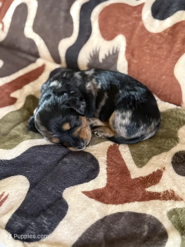 George – Miniature Dachshund puppy for sale in Blanchard, OK