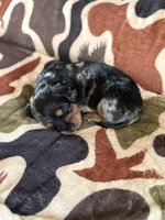 George, a male Miniature Dachshund for sale in Blanchard, OK – 1 of 3