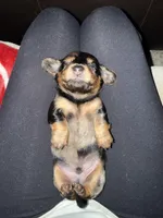 George, a male Miniature Dachshund for sale in Blanchard, OK – 3 of 3