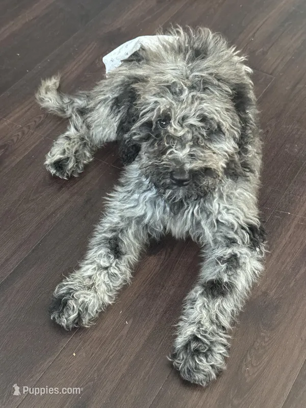 Eve, a female Poodle - Standard  for sale in Charlotte, NC – Photo 1 of 2