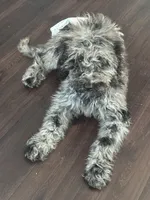 Eve, a female Poodle - Standard  for sale in Charlotte, NC – Photo 1 of 2