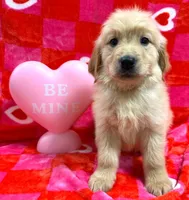 AKC Red, a male Golden Retriever for sale in Monroe City, IN – Photo 1 of 2