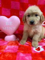 AKC Red, a male Golden Retriever for sale in Monroe City, IN – Photo 2 of 2
