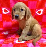 Orange Collar AKC, a male Golden Retriever for sale in Monroe City, IN – Photo 1 of 2