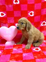 Orange Collar AKC, a male Golden Retriever for sale in Monroe City, IN – Photo 2 of 2