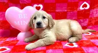 Red Collar AKC, a female Golden Retriever for sale in Monroe City, IN – Photo 1 of 2