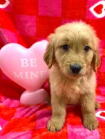 AKC Yellow, a male Golden Retriever for sale in Monroe City, IN – Photo 2 of 2