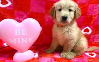 AKC Orange, a male Golden Retriever for sale in Monroe City, IN – Photo 1 of 2